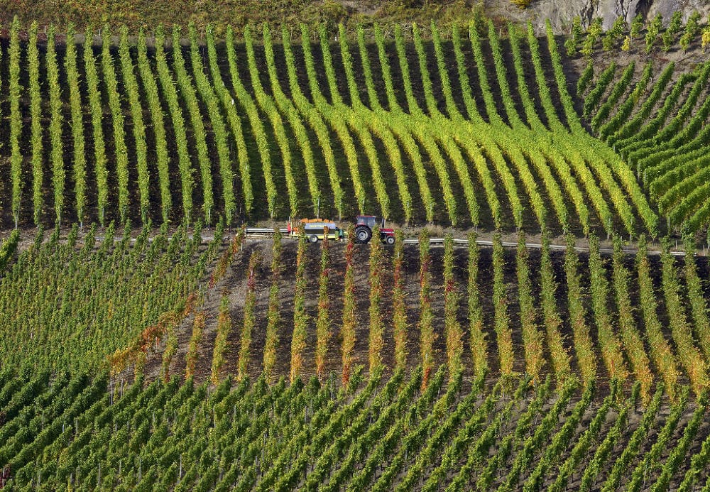 Im Bopparder Hamm läuft gerade die Weinlese. Foto: Romantischer Rhein Tourismus / Friedrich Gier