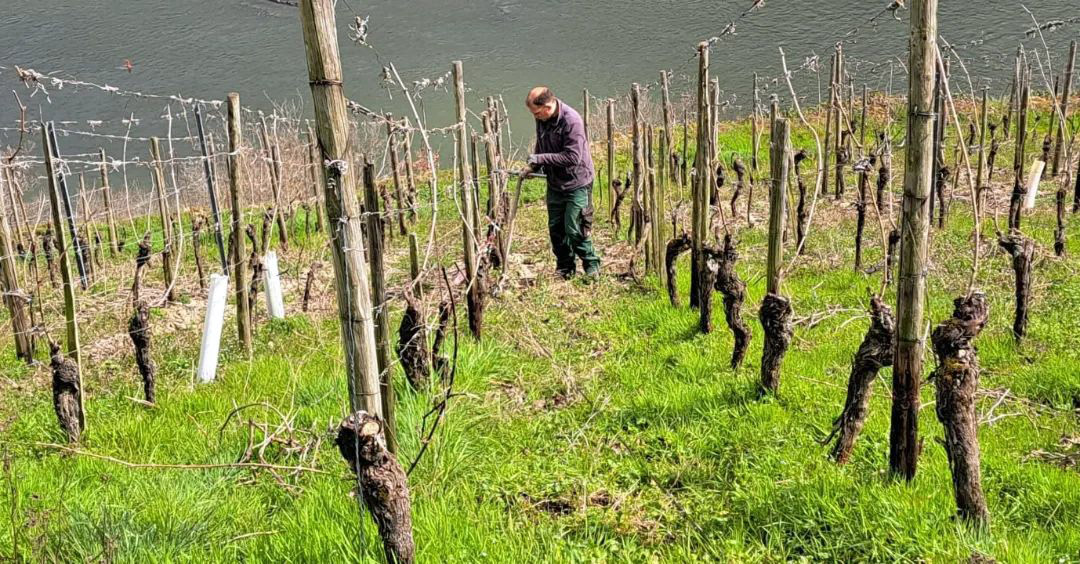 Martin Philipps im Weeinberg. Foto: Philipps-Mülhle