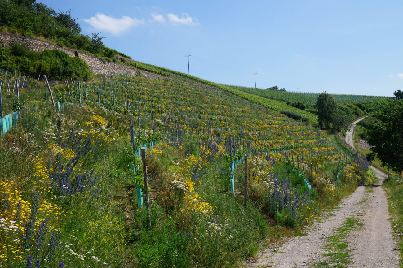 Querterrassen bei Assmannshausen. Foto: Vera Wersebeckmann