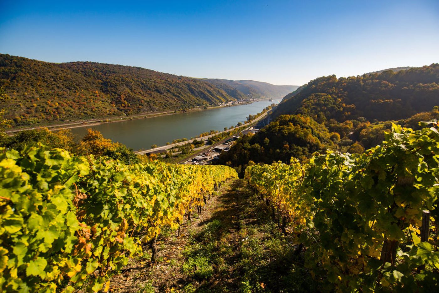Weinberge bei Oberwesel. Foto: Henry Tornow / Romantischer Rhein