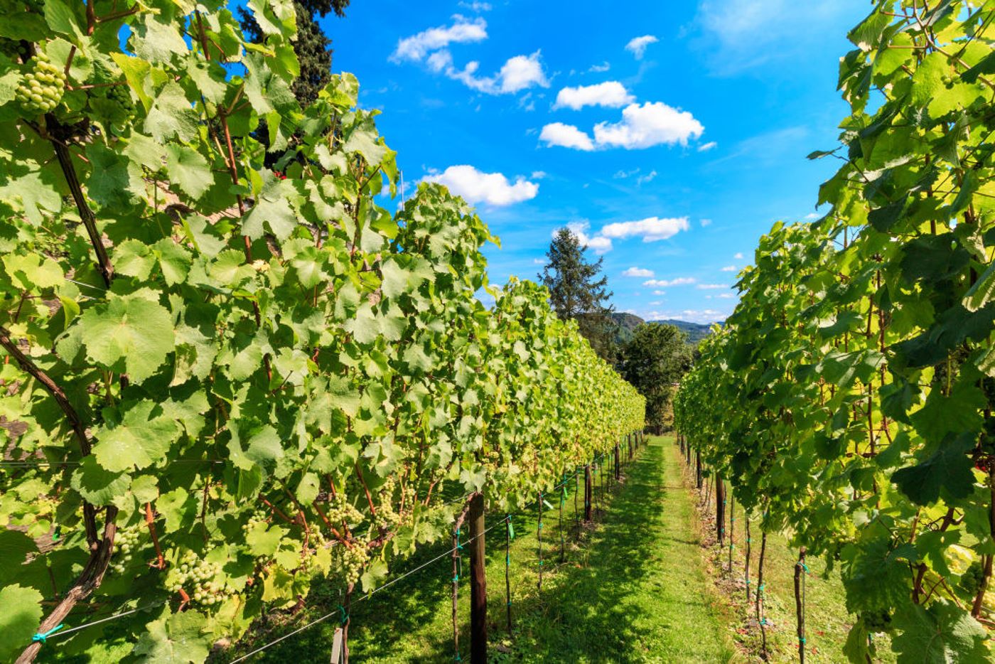 Weinberg am Mittelrhein. Foto: Luca Lamonte-Austin / RRT
