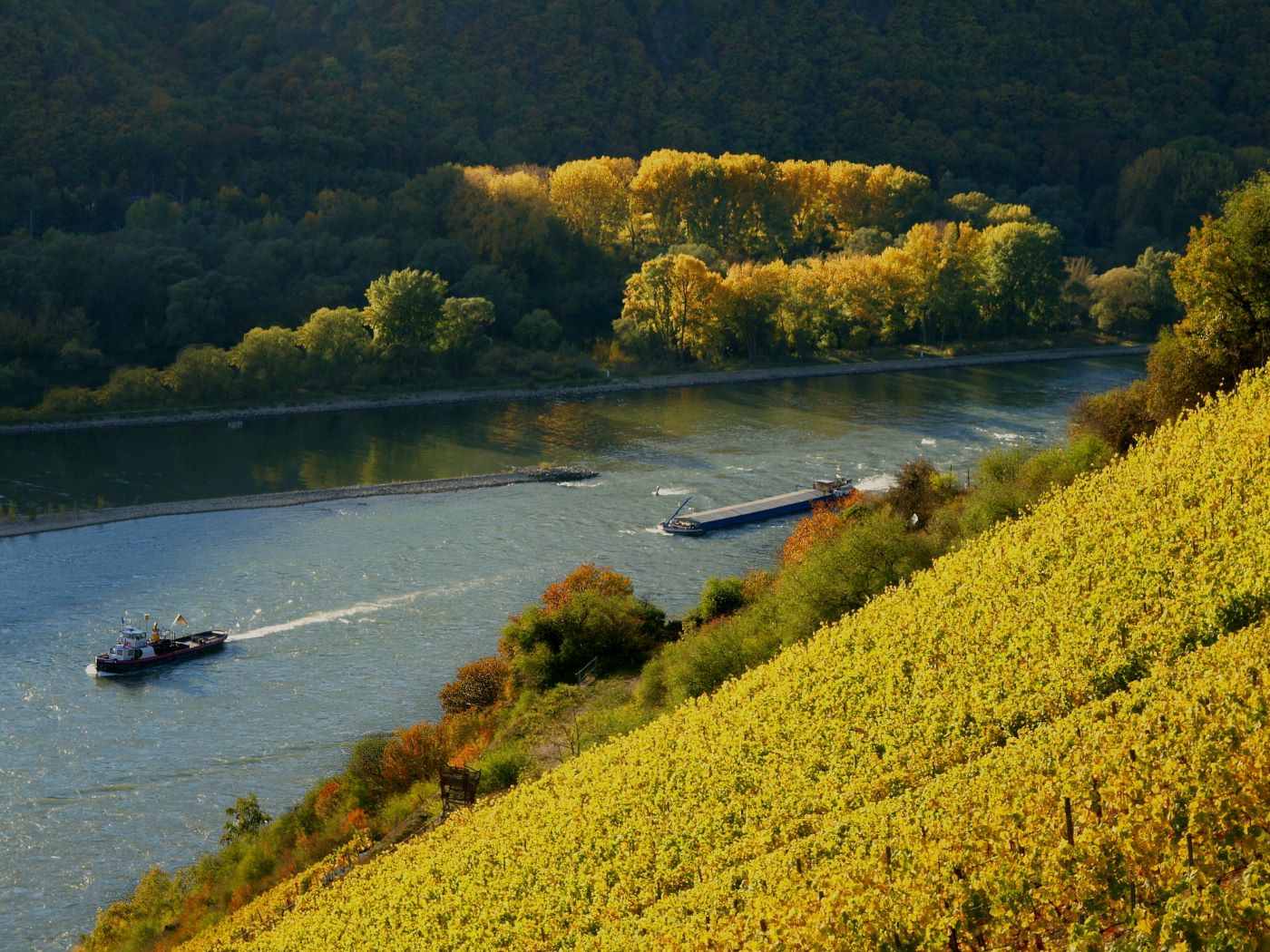 Weinberge zwischen Rüdesheim und Assmannshausen. Foto: RÜD Tourist AG / Karlheinz Walter