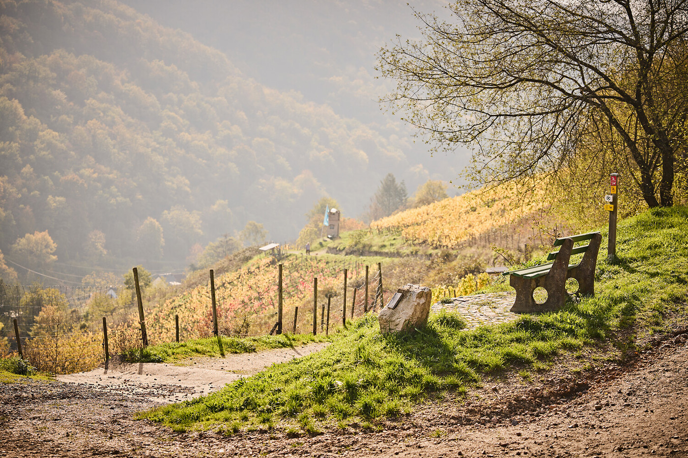 Weinberge am Mittelrhein. Foto: Marco Rothbrust/Romantischer Rhein Tourismus GmbH (CC BY 4.0 https://creativecommons.org/licenses/by/4.0