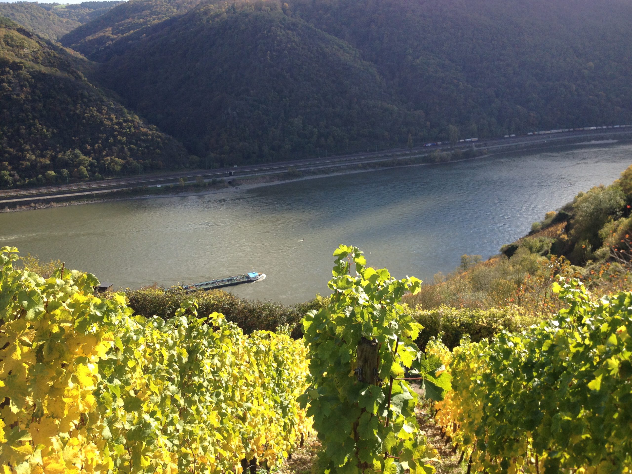 Weinberg bei Oberwesel.