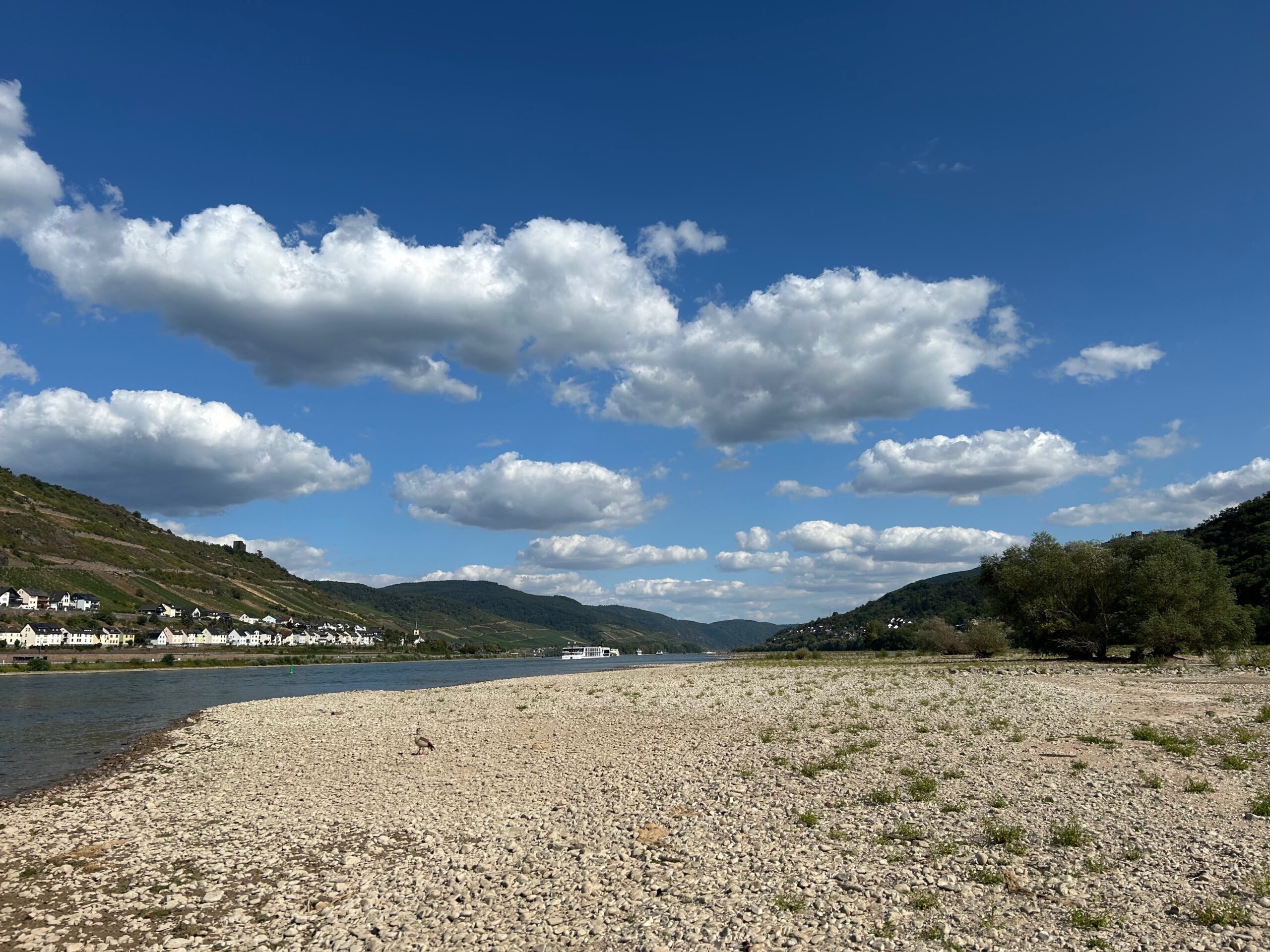 Niedrigwasser am Rhein, Sommer 2026