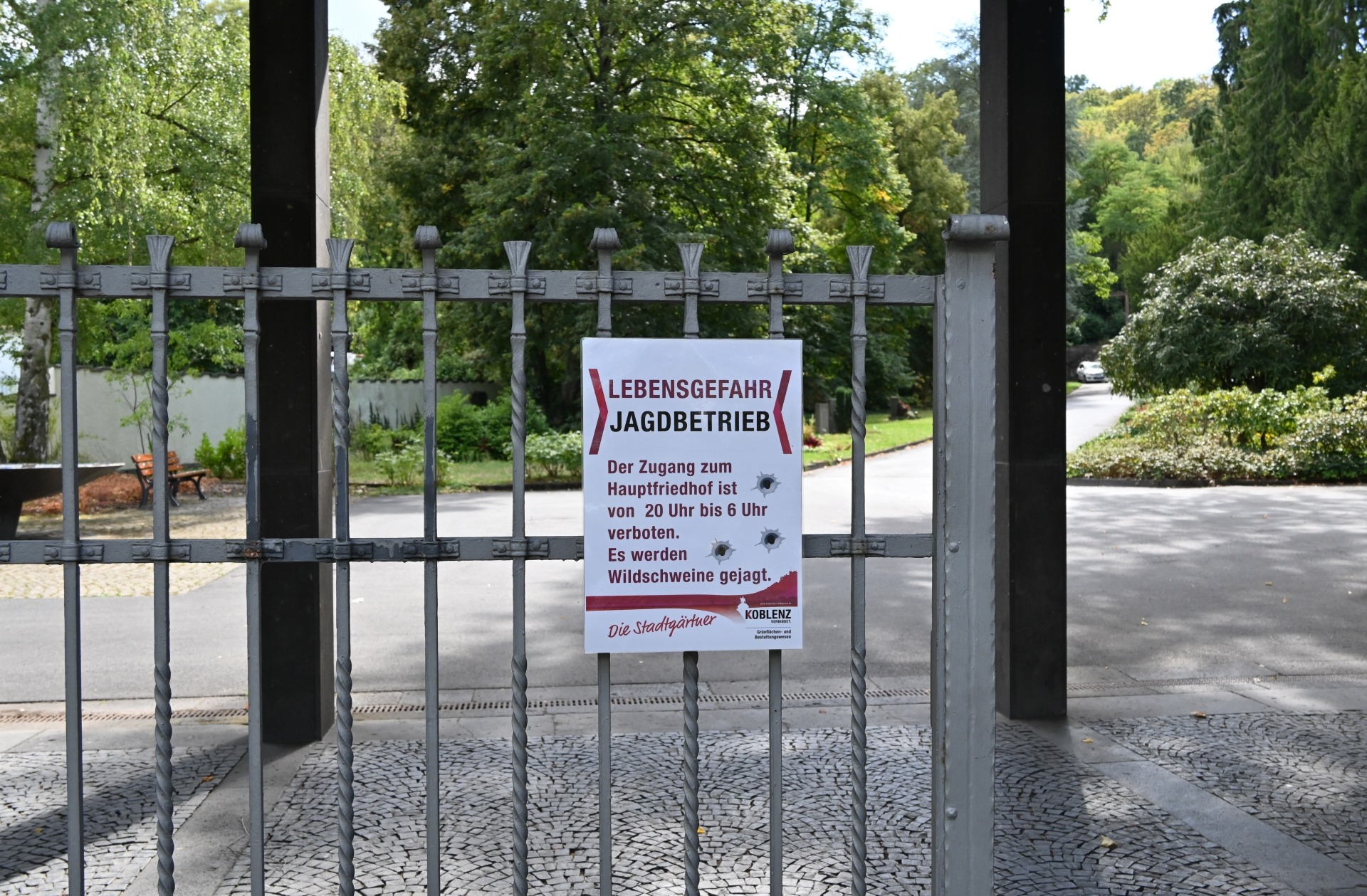Wildschweinjagd auf dem Koblenzer Hauptfriedhof. Foto: Verena Groß/Stadt Koblenz